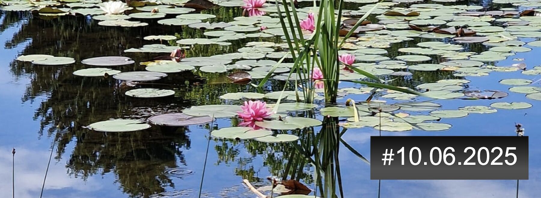 Teich mit Seerosen