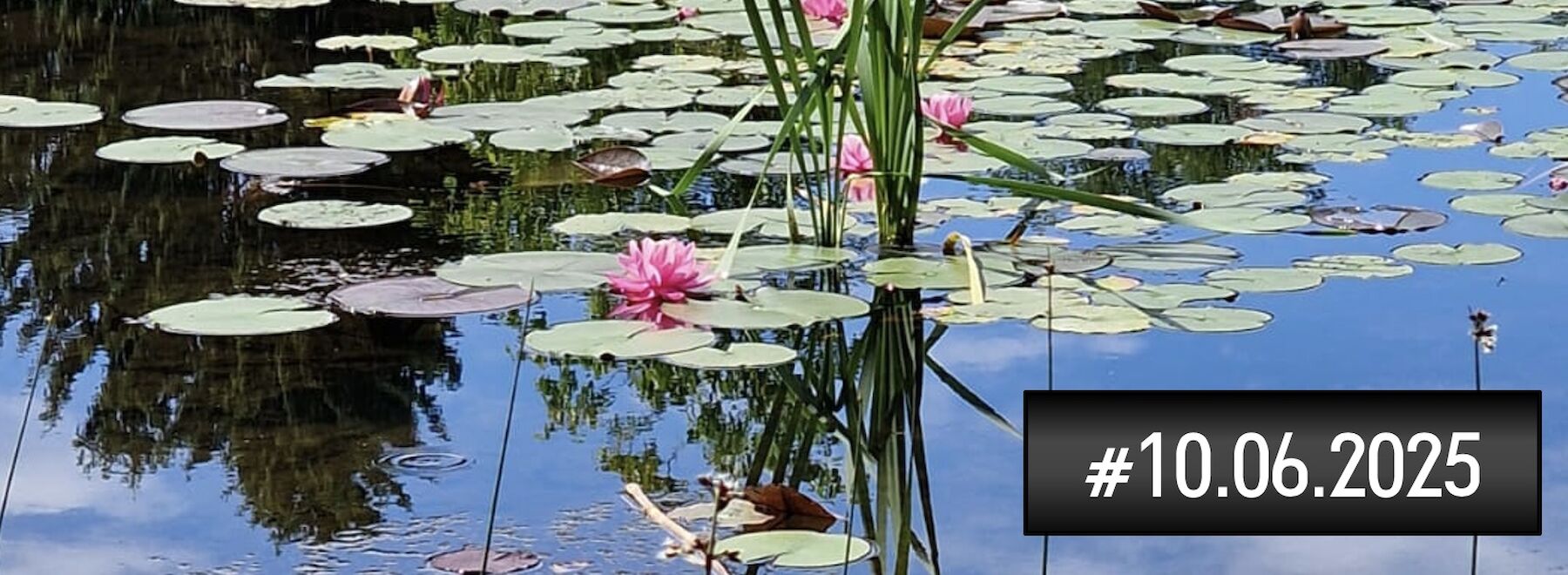 Teich mit Seerosen